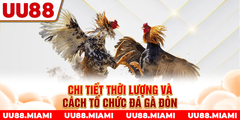 Chi tiết thời lượng và cách tổ chức đá gà đòn