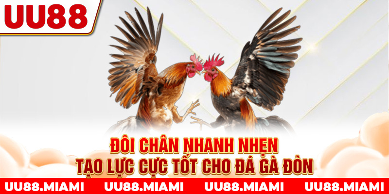 Đôi chân nhanh nhẹn tạo lực cực tốt cho đá gà đòn