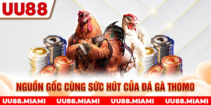 Nguồn gốc cùng sức hút của đá gà Thomo